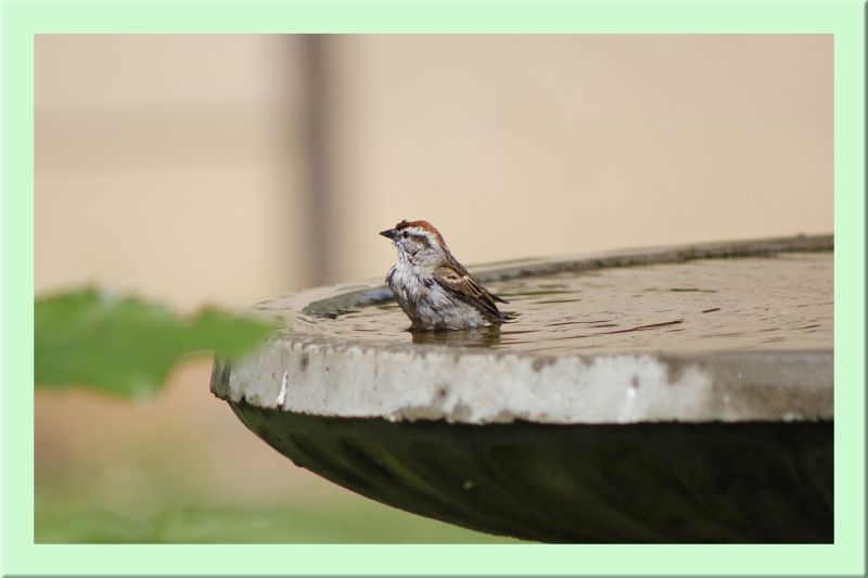 Feldsperling badet